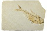 Bargin, Fossil Fish (Diplomystus) - Wyoming #235773-1
